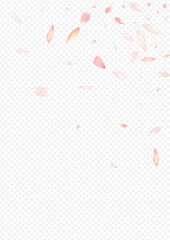 Color Floral Vector Transparent Background. Rose
