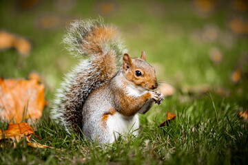 Naklejka na ściany i meble Squirrel in the park in the fall. Close-up of a beautiful squirrel looking for food