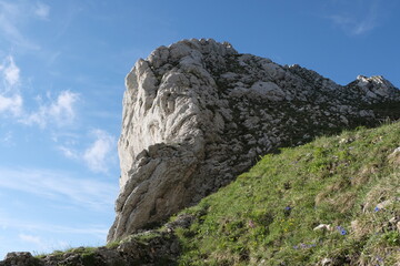 Natural variety found in Vercors valley, France.
All the diversity of plant strata observed as you...
