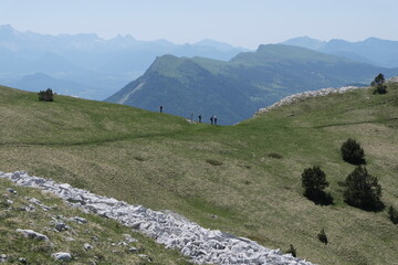 Natural variety found in Vercors valley, France.
All the diversity of plant strata observed as you...
