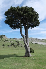 Natural variety found in Vercors valley, France.
All the diversity of plant strata observed as you...