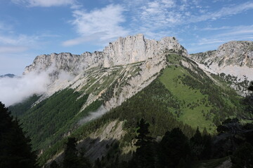 Natural variety found in Vercors valley, France.
All the diversity of plant strata observed as you...