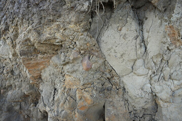 Clay soil wall cross-section on the coast