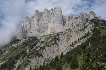 Natural variety found in Vercors valley, France.
All the diversity of plant strata observed as you...