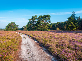 Wanderweg durch Heidelandschaft mit blühendem Heidekraut, Lüneburger Heide, Niedersachsen,...