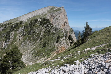 Natural variety found in Vercors valley, France.
All the diversity of plant strata observed as you...