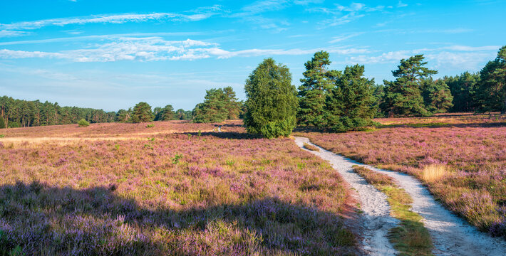Wanderweg durch Heidelandschaft mit bl&uuml;hendem Heidekraut, L&uuml;neburger Heide, Niedersachsen, Deutschland	