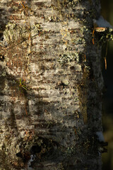 close up of tree bark with shadows cast by sunlight textured tree bark on sunny winters day in forest or woods vertical format backdrop background or wallpaper natural course skin of tree dark shadows