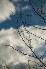 tree branches with buds silhouetted against white cloud and blue sky in winter day time looking up vertical format room for type environmental or weather or climate background backdrop or wallpaper  