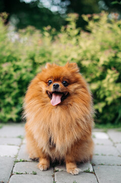 Funny Pomeranian Spitz dog sits on the pavement on a background of green bushes and looks into the camera. Vertical. A walk with a dog in the park