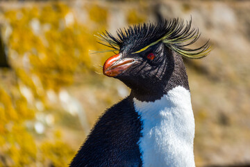 rock hopper adult penguin on the cliffs in Falkland Islands, South Atlantic 