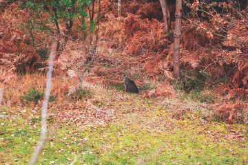 tabby cat in the forest in autumn 