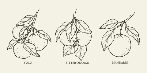 Hand drawn citrus fruits collection - obrazy, fototapety, plakaty