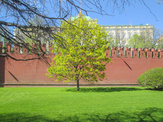 Green tree on the background of a red brick wall