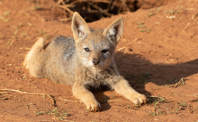 Black-backed Jackal pup, South Africa