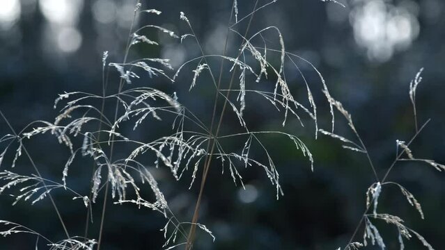 Fine delicate grasses gone to seed blowing in the breeze in winter sunlight, Warwickshire, ENgland.