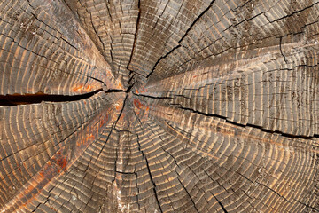beautiful cracks in a saw cut tree