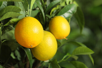 Closeup view of lemon tree with ripe fruits outdoors