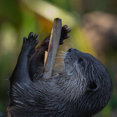 Asian small-clawed otter juggling food