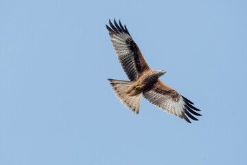 Fototapeta premium Nibbio reale