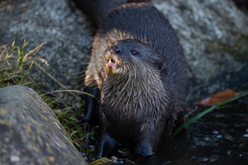 Asian small-clawed otter
