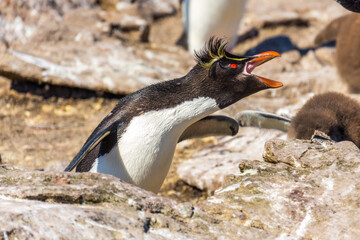 rock hopper adult penguin on the cliffs in Falkland Islands, South Atlantic 