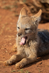 Black-backed Jackal pup, South Africa