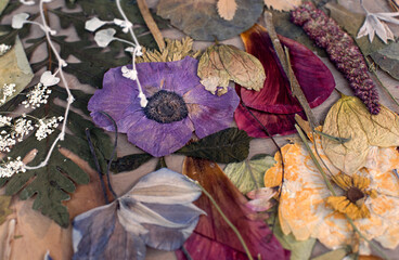 Open books with pressed flowers on wooden table.Beautiful herbarium.