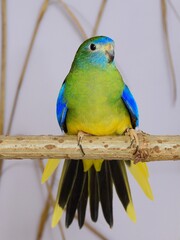 Ein Schönsittich Weibchen (Neophema pulchella) in der Voliere, fächert den Schwanz.