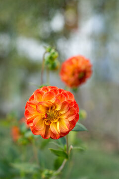 Orange dahlias blooming in the summer garden
