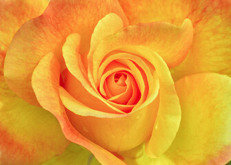 Yellow rose macro close up shot.Orange ROSE
