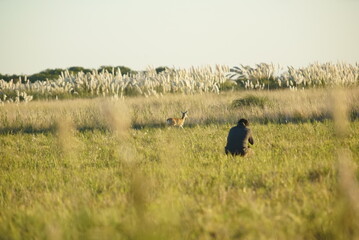 Fototapeta na wymiar ciervo en el campo 