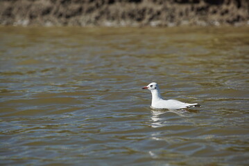 seagull on the water