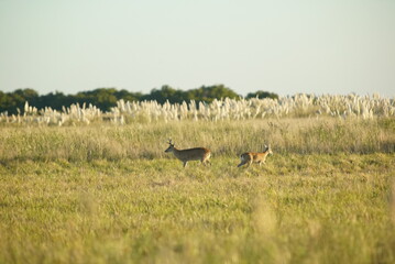 ciervo, campos del tuyu