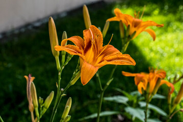 Obraz premium The orange lily 22