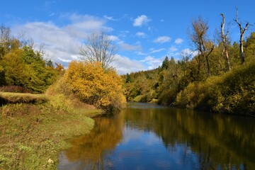 Fototapeta na wymiar Rak river in Rakov Skocjan, Notranjska, Slovenia with a willow bush on the shore in gold autumn color