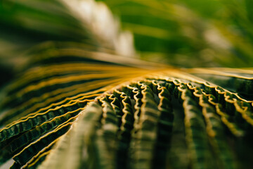 Close-up of striped green palm leaf during daytime in countryside farmland, macro selective focus...