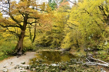 Water stream in Rakov Skocjan in Notranjska, Slovenia and a forest in colorful autumn foliage