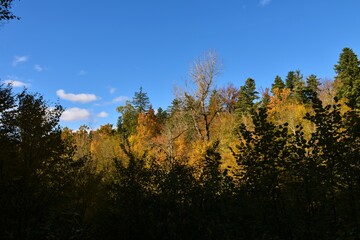 Colorful yellow and orange autumn forest