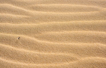 Fototapeta na wymiar Natural textured background of channels in the sand made by the wind.