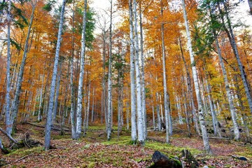 Autumn beech (Fagus sylvatica) forest in red and orange colors