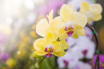 Yellow orchid flower over blurred flower garden backgrund, tropical garden, spring and summer season