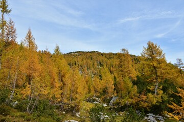 Autumn alpine landscape covered in larch (Larix decidua) forest in Julian alps and Triglav national park, Slovenia