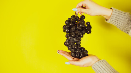 Person holding bunch of ripe black grape. Crop hand demonstrating bunch of ripe wet grape on bright...