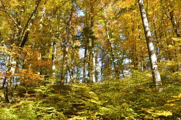 Fototapeta na wymiar Orange and yellow colored beech (Fagus sylvatica) forest