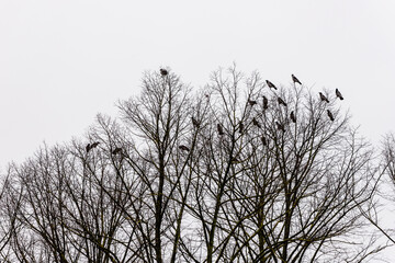 Twenty one grey and black crows are sitting on top of leafless trees at grey sky background. Flock of ravens sitting high at their roosting site. Group of jackdaws birds roosting in winter forest.