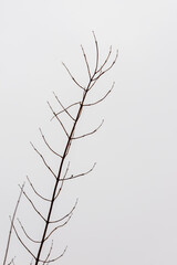 Vertical photo of winter leafless branch of a tree at grey white background. One isolated tree branch with broken piece. Detail of the winter bush with no leaves.