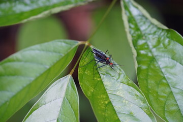 Stilt legged flies (Micropezidae family, genus Scipopus), pair mating on leaf, Sumaúma State Parc, Manaus, Amazonas, Brazil.
