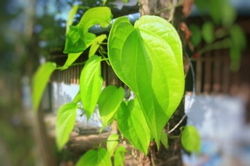 leaves in the garden, betal leaf.