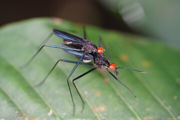 Stilt legged flies (Micropezidae family, genus Scipopus), pair mating on leaf, Sumaúma State Parc, Manaus, Amazonas, Brazil.